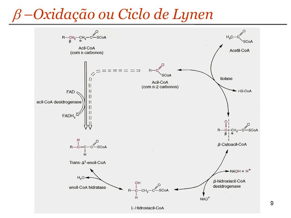 localização celular do ciclo de lynen